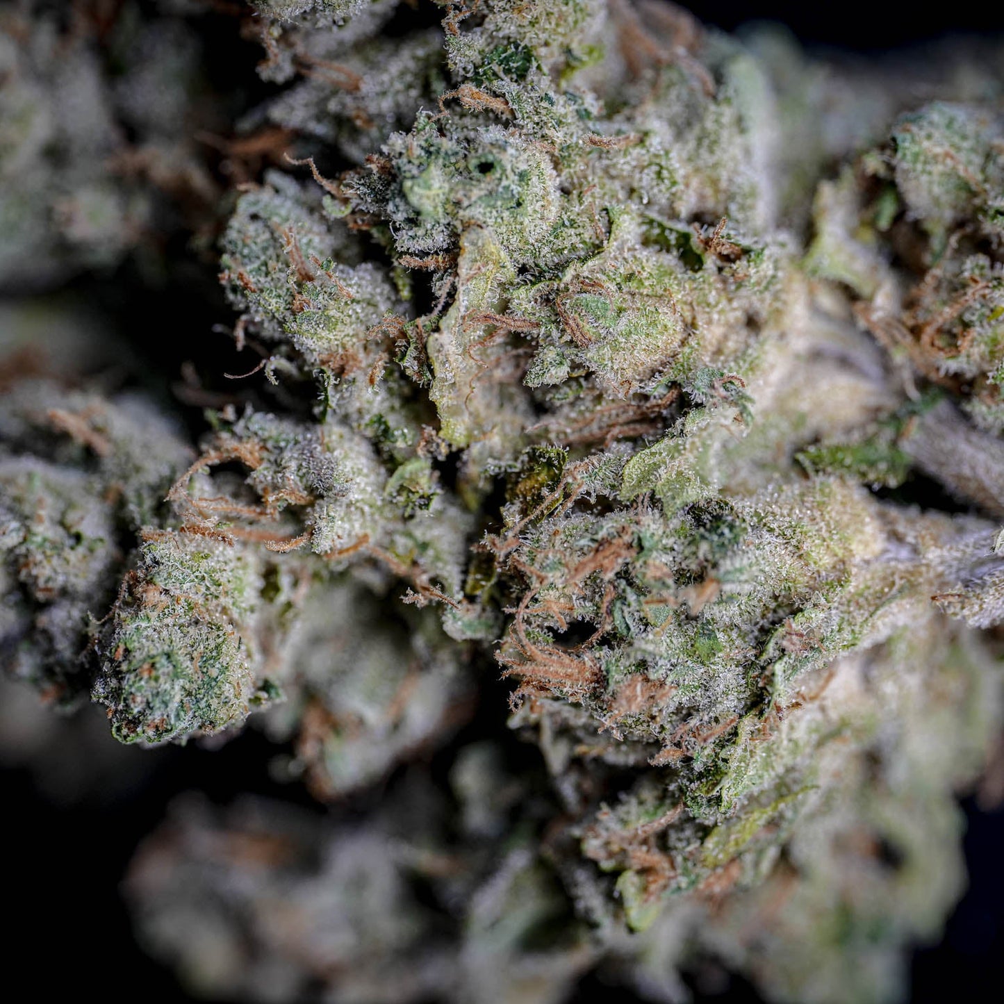 Cheaks Pre-rolls | Lip Gloss